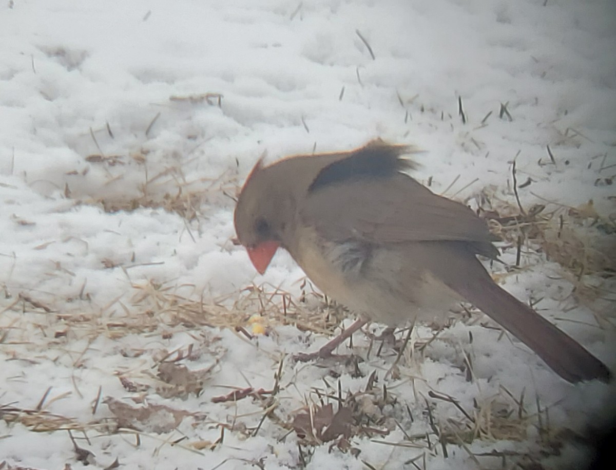 Northern Cardinal - Clint Williams