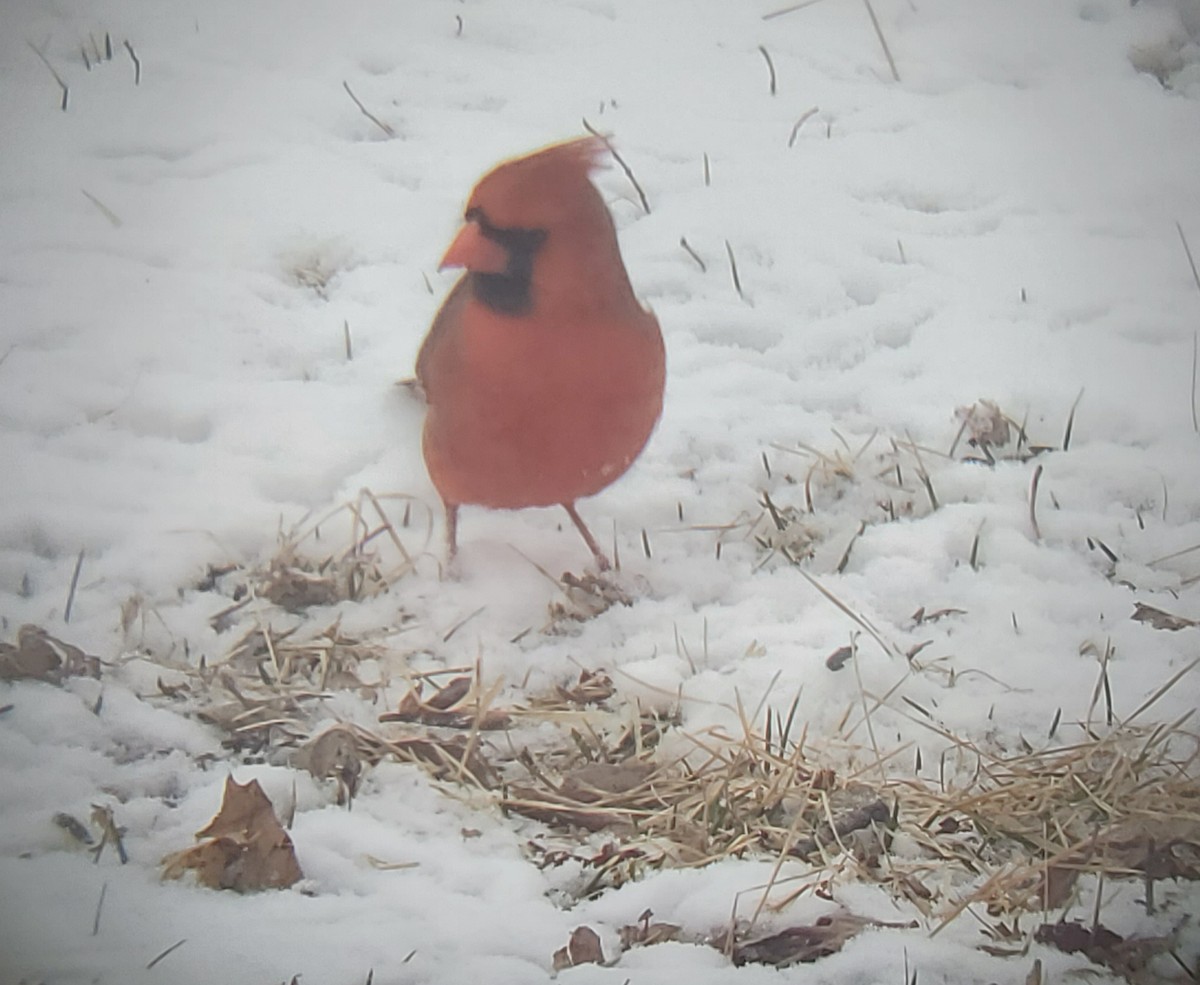 Cardinal rouge - ML424026771