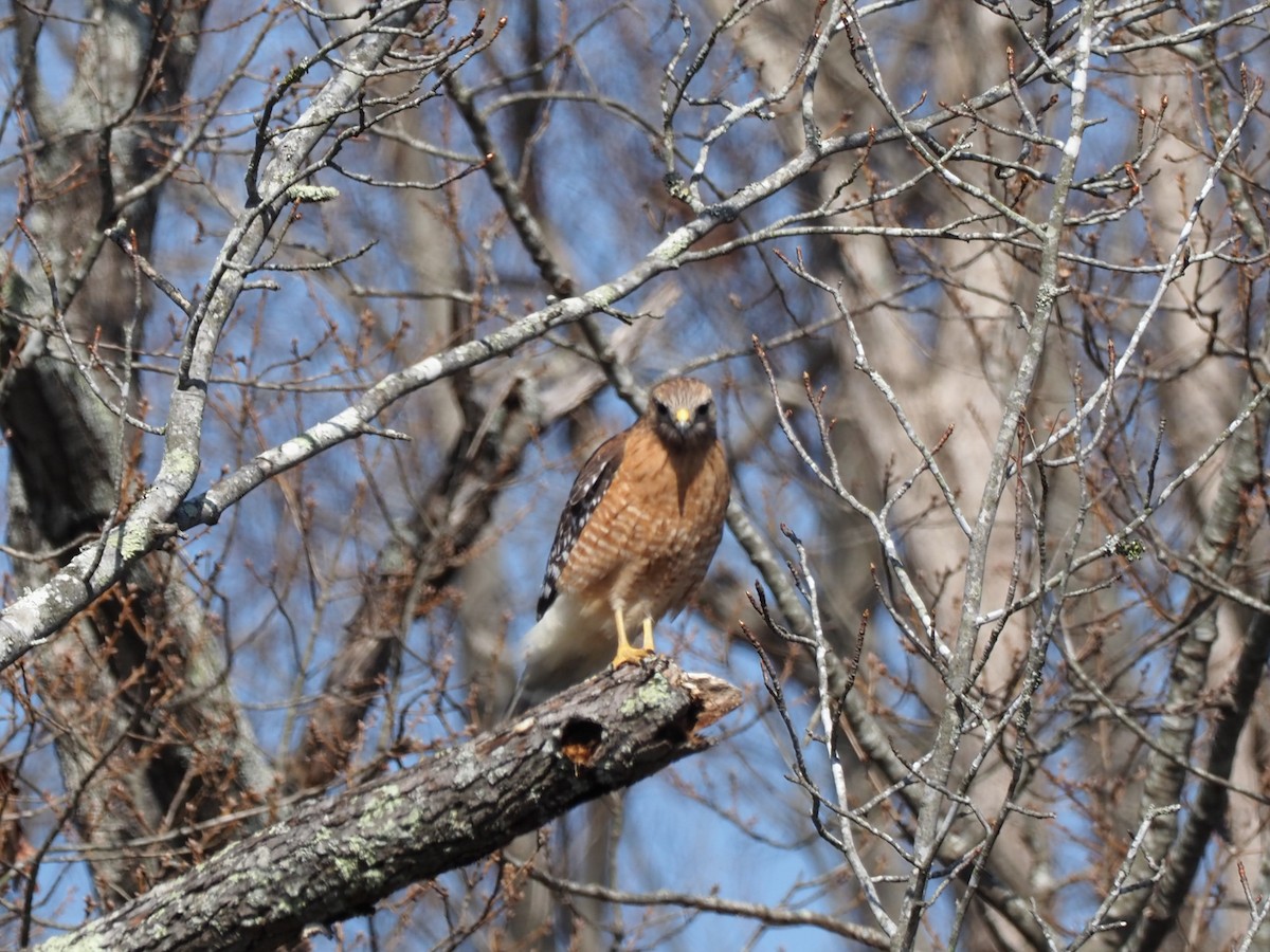 Red-shouldered Hawk - ML424027021