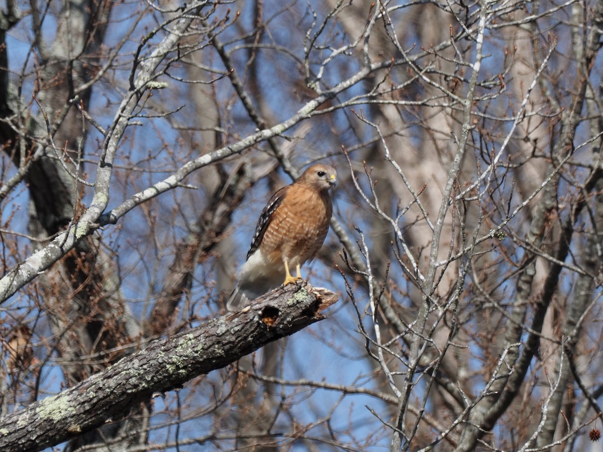 Red-shouldered Hawk - ML424027071