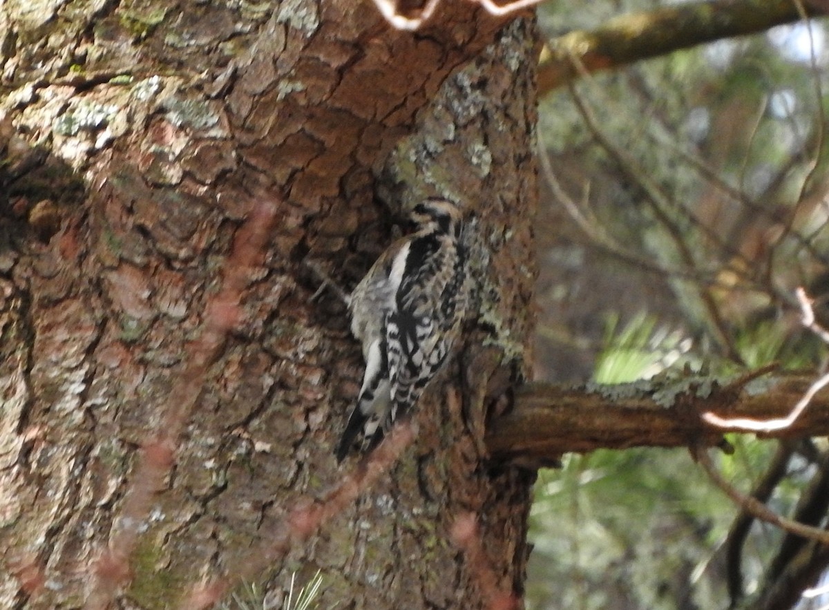 Yellow-bellied Sapsucker - ML424027081