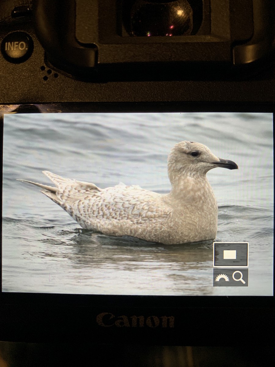 Gaviota Groenlandesa (thayeri/kumlieni) - ML424027101