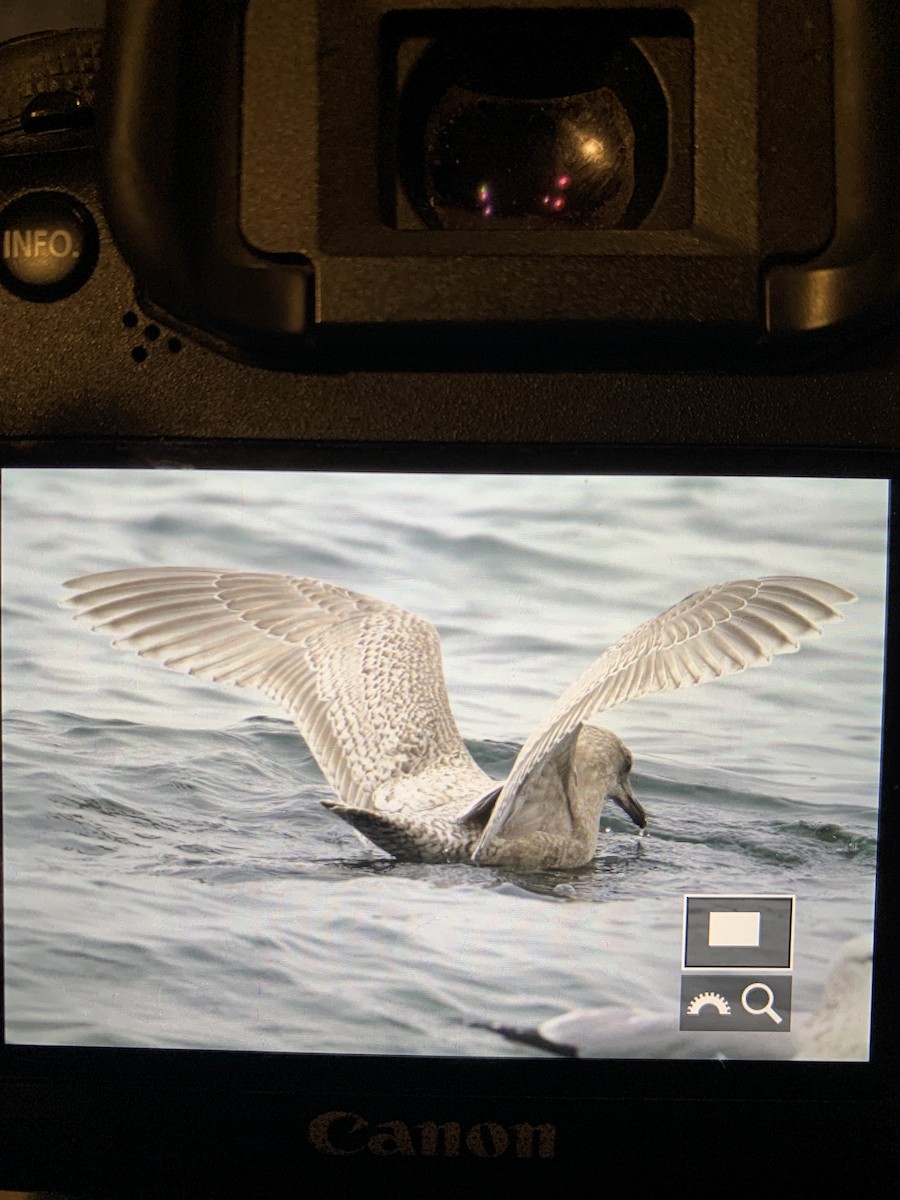 Gaviota Groenlandesa (thayeri/kumlieni) - ML424027111