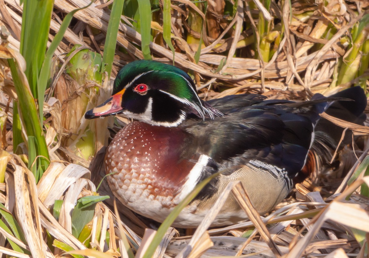 Wood Duck - ML424027631
