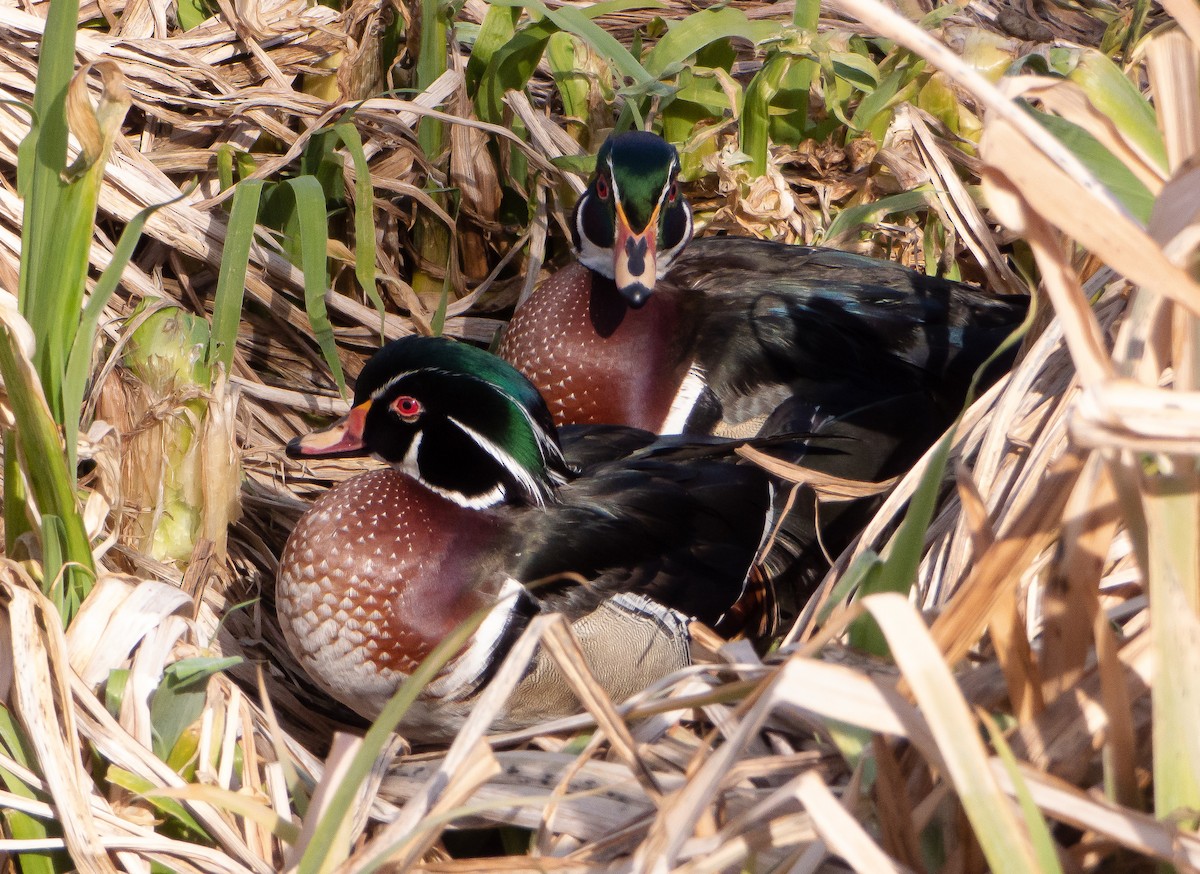 Wood Duck - ML424027711