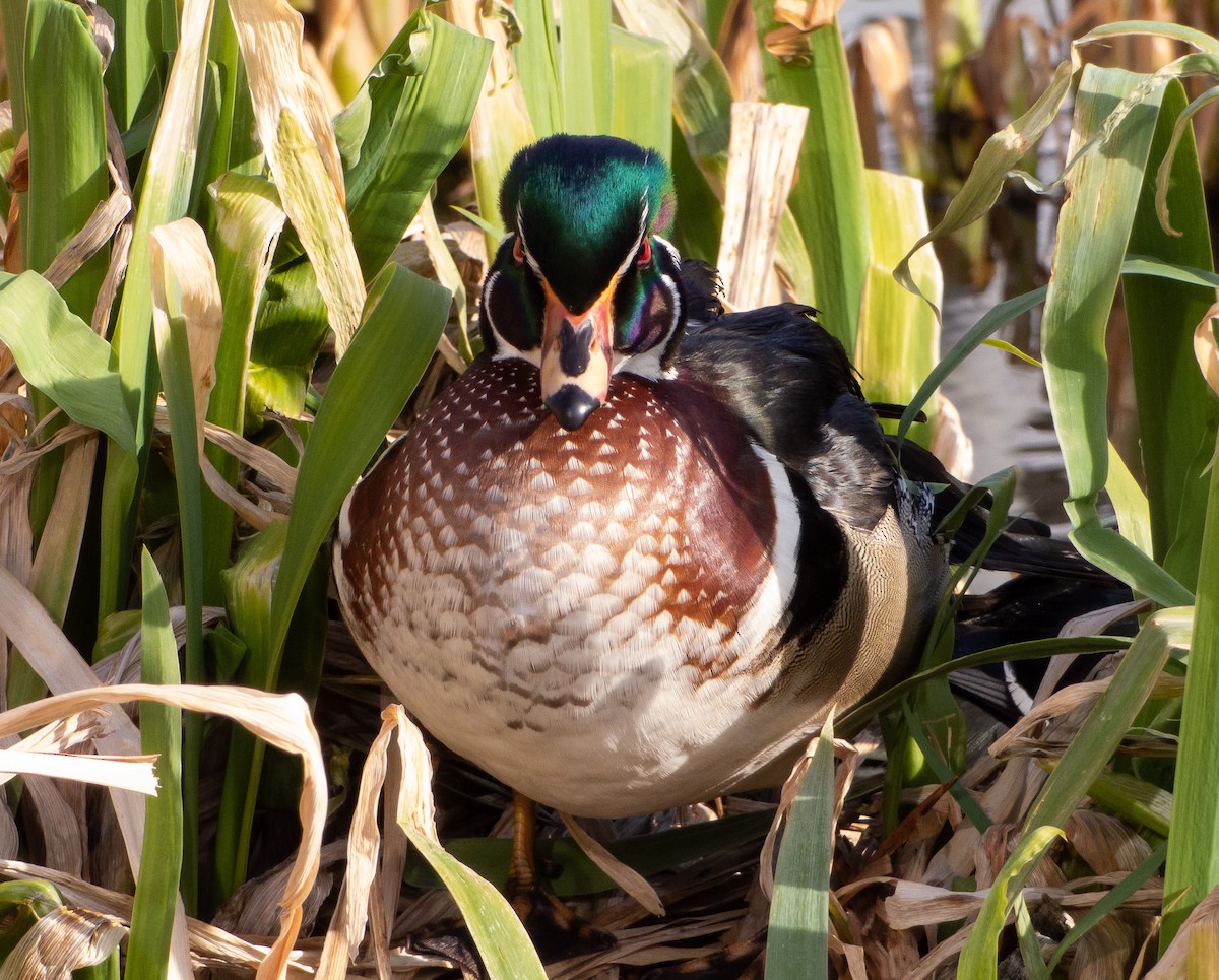 Wood Duck - ML424027741