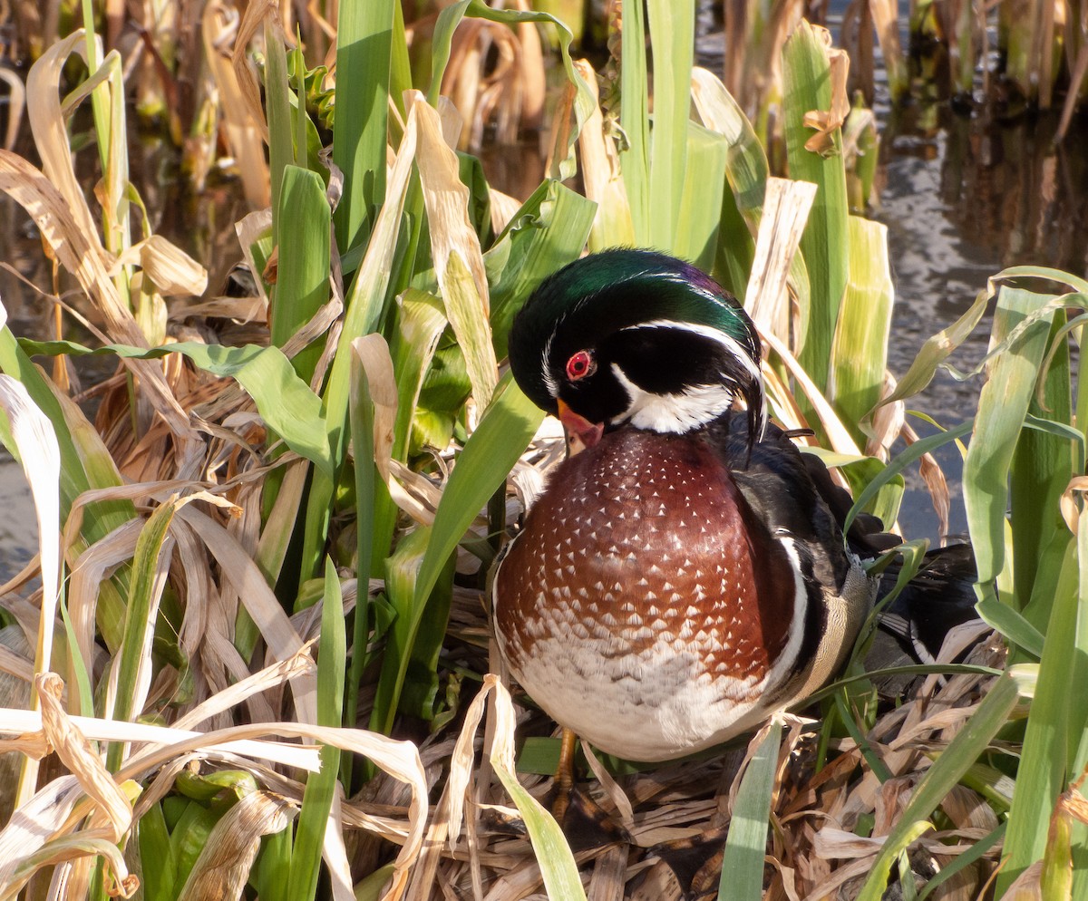 Wood Duck - ML424027821