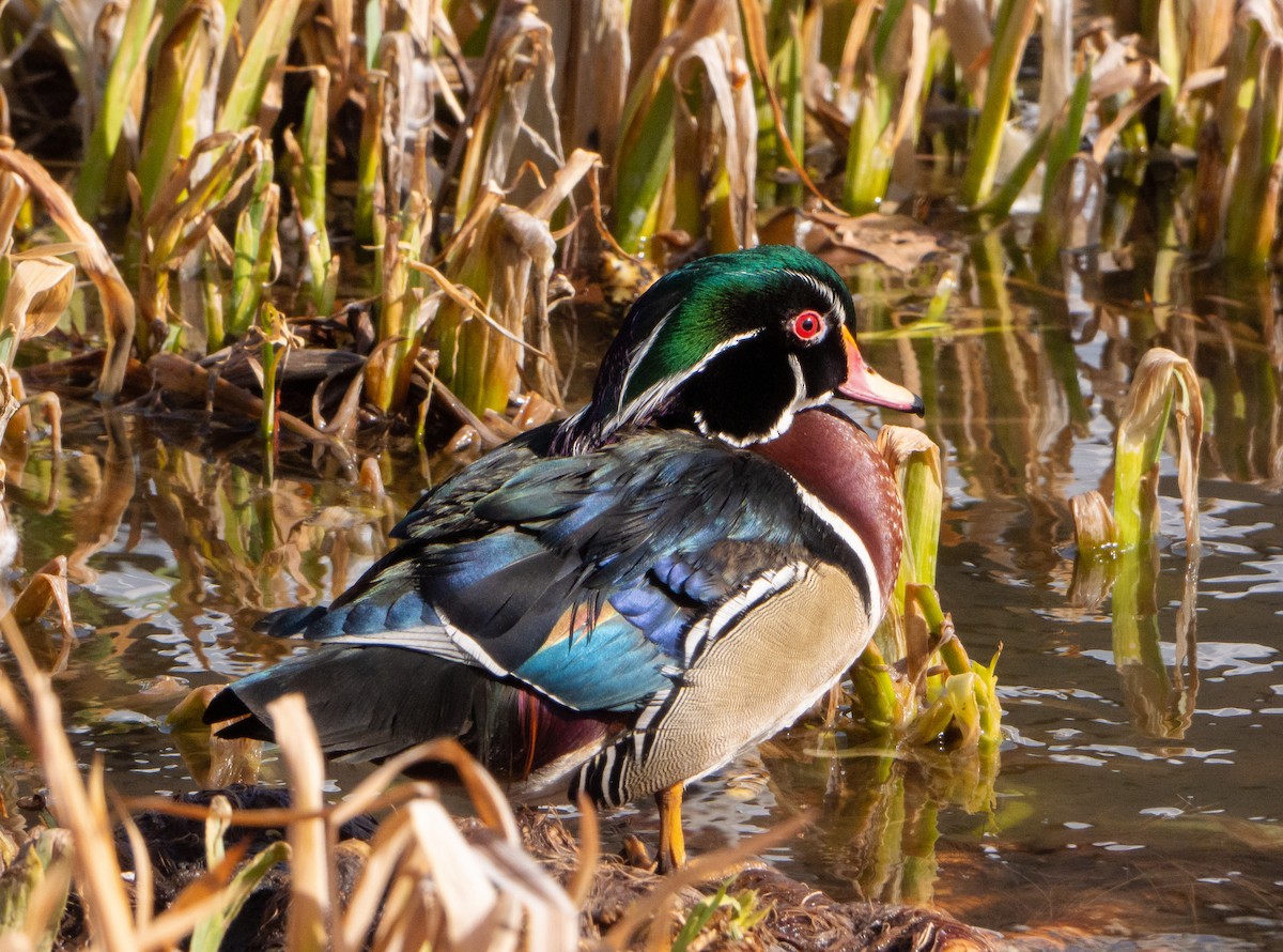 Wood Duck - ML424027861