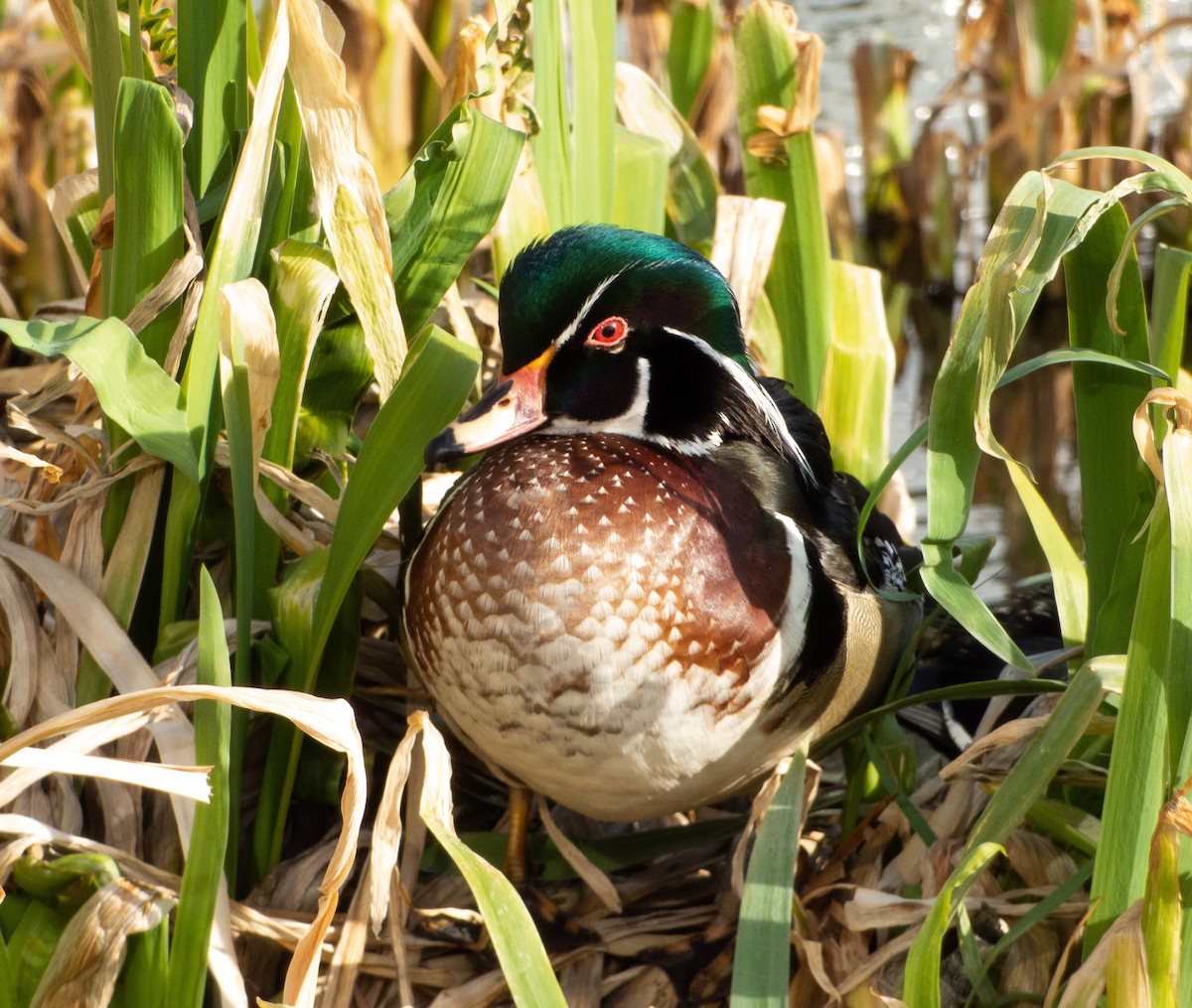 Wood Duck - ML424027921