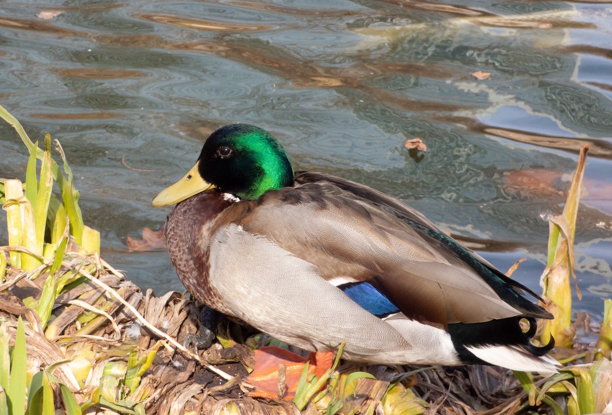 Canard colvert - ML424031271