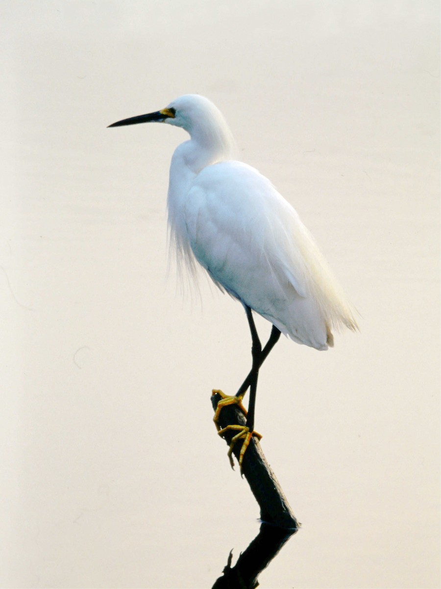 Snowy Egret - ML424031451