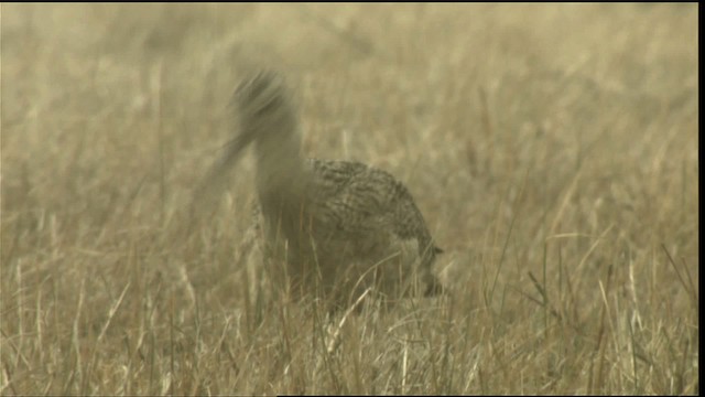 Long-billed Curlew - ML424032