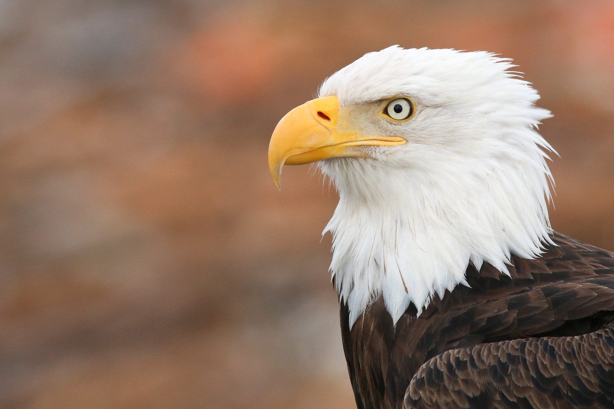 Bald Eagle - ML424032801