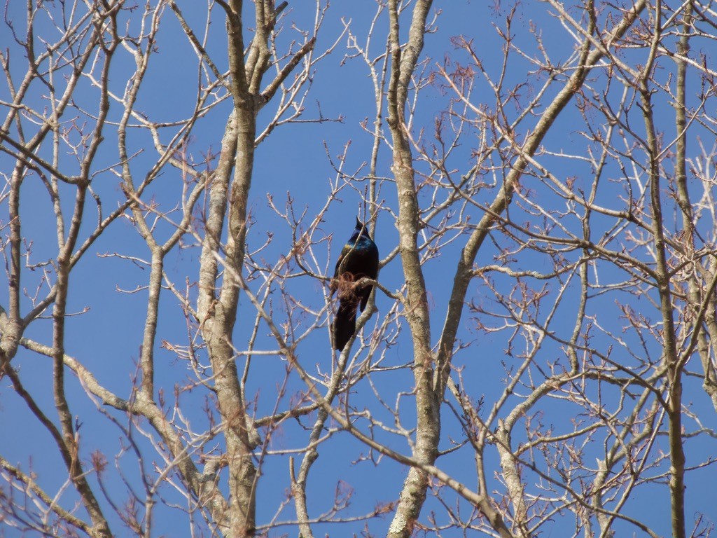 Common Grackle - ML424035241