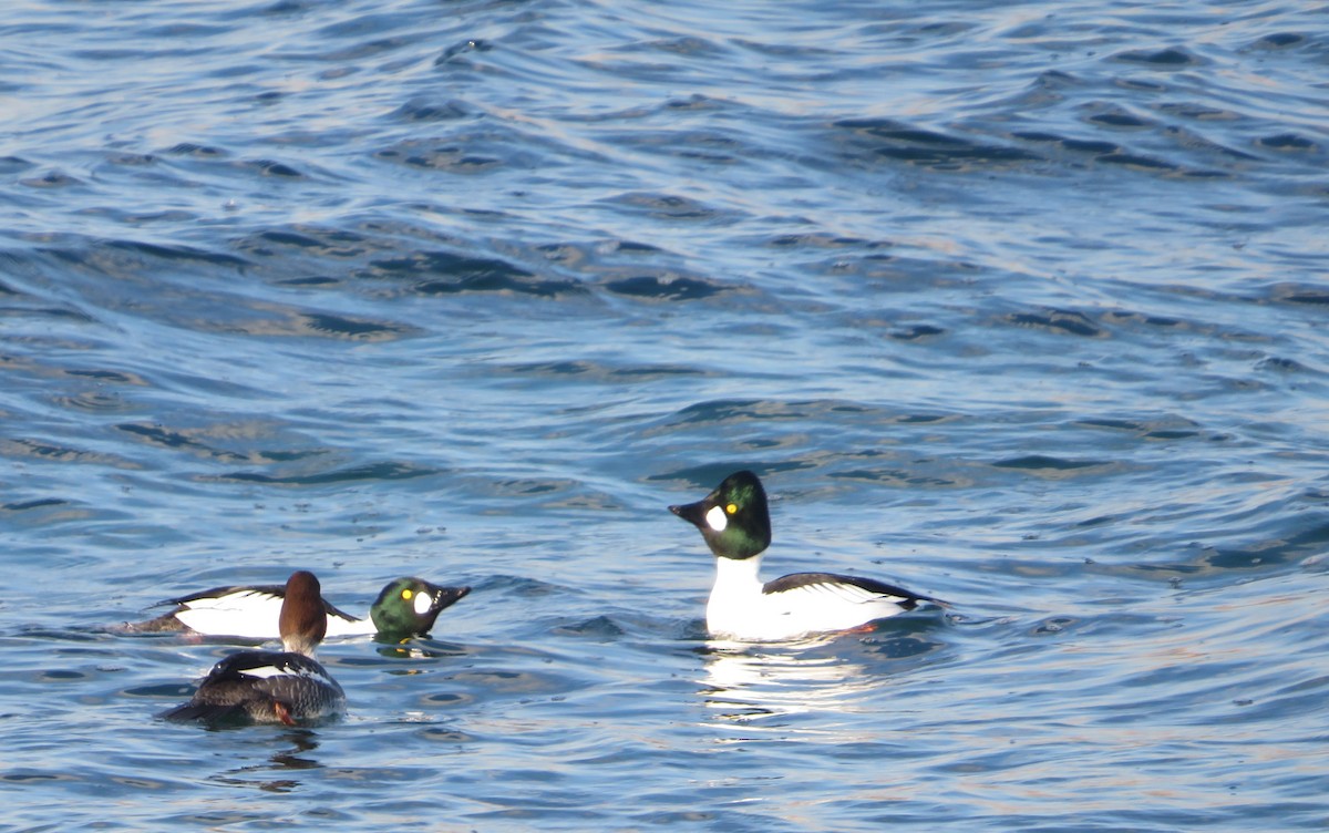 Common Goldeneye - ML424037581