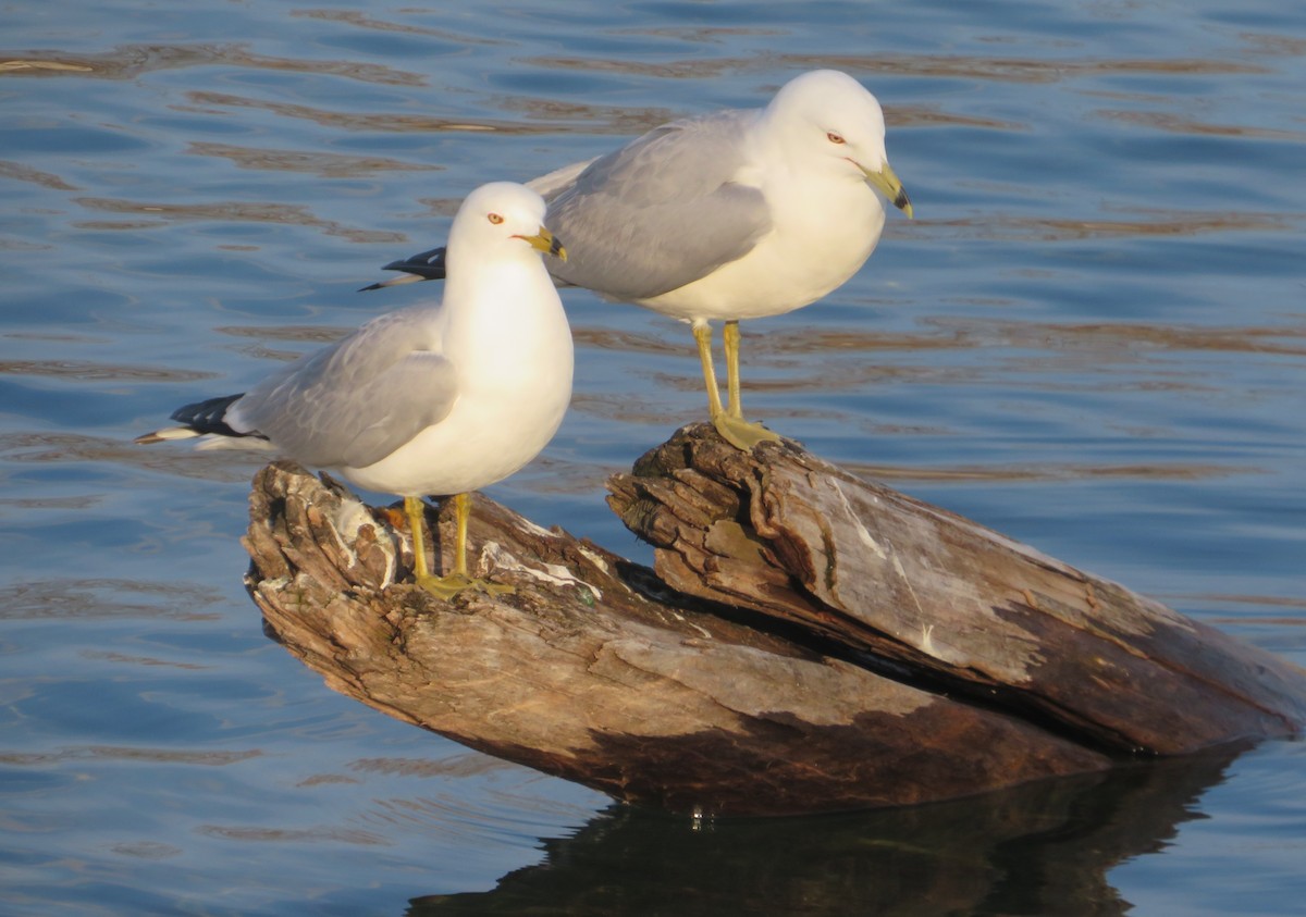 Ring-billed Gull - ML424038161