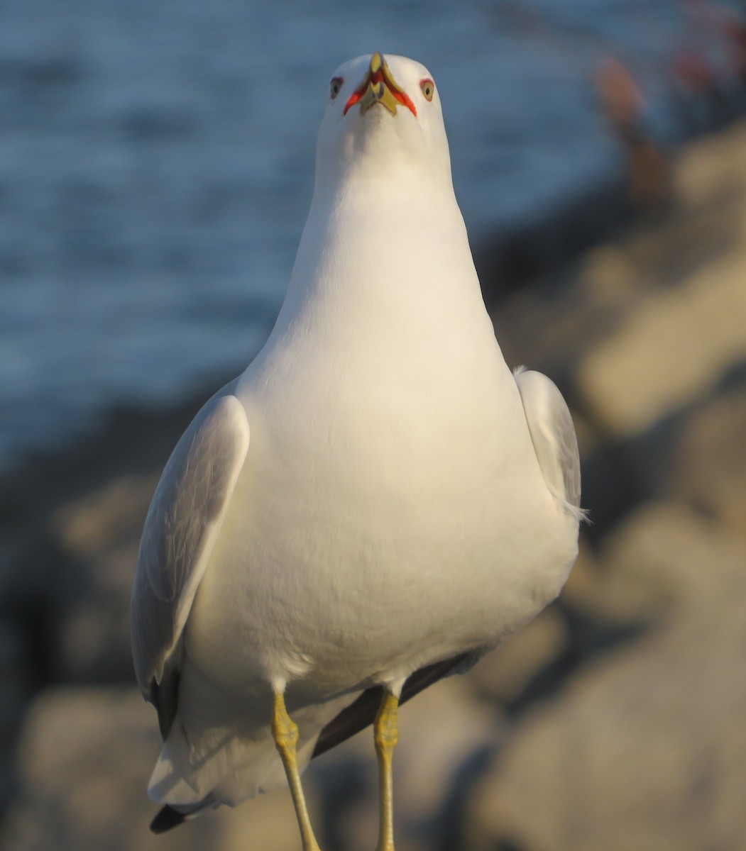 Ring-billed Gull - ML424038341