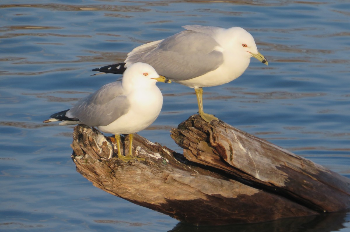 Ring-billed Gull - ML424038451