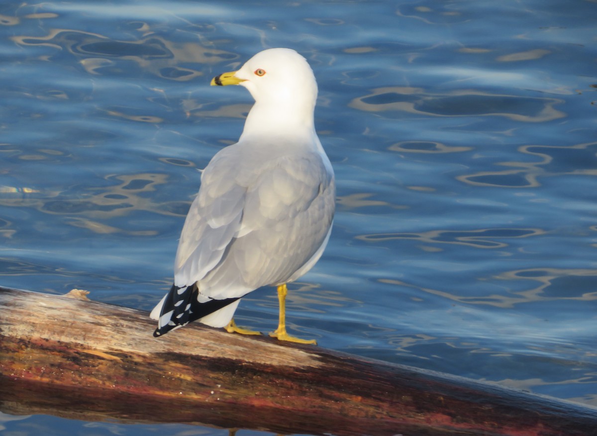 Ring-billed Gull - ML424038521