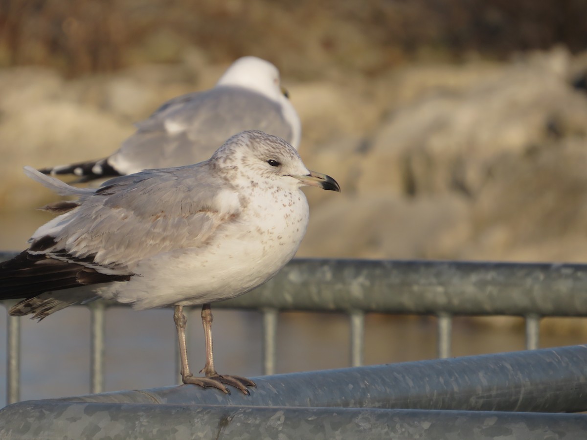 Ring-billed Gull - ML424039001