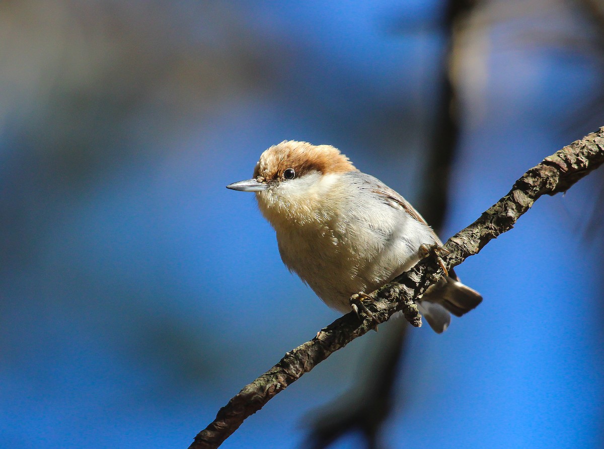 Brown-headed Nuthatch - ML424042361