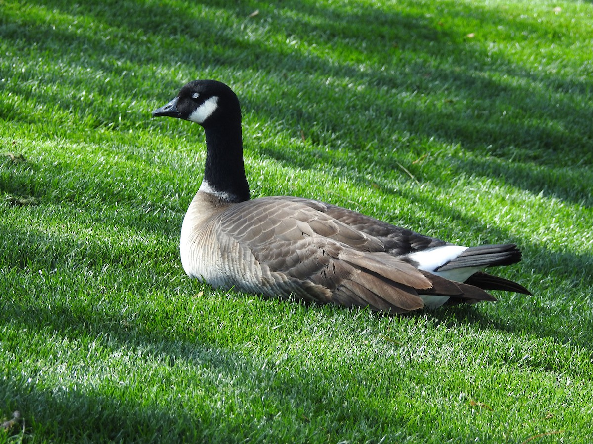 Cackling Goose (Aleutian) - ML424042581