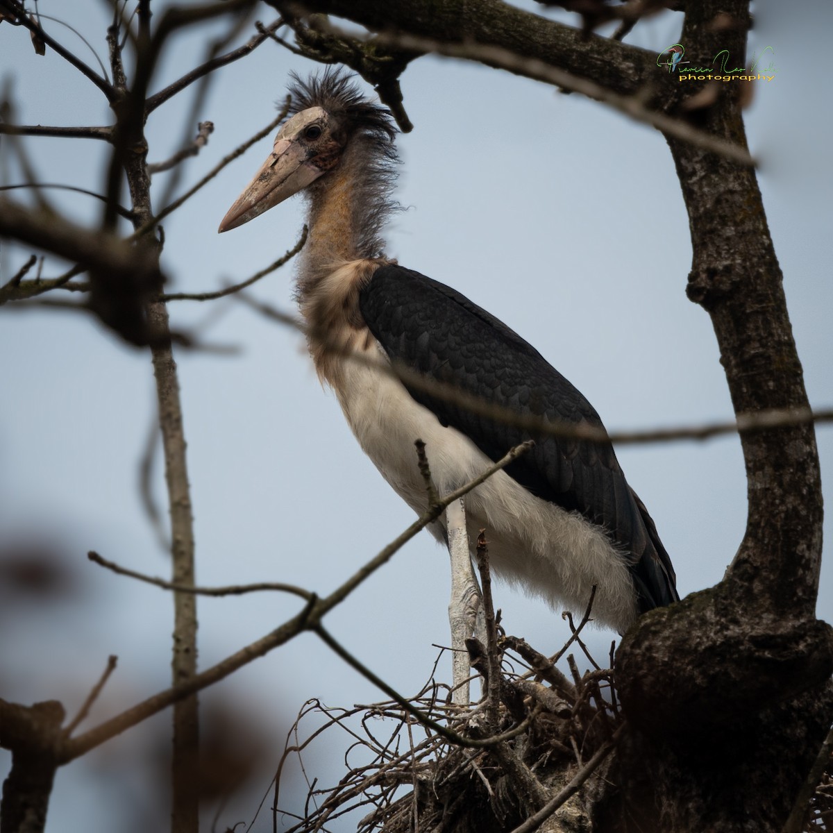 Lesser Adjutant - ML424042911