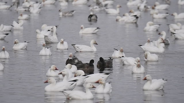 Snow Goose - ML424044411