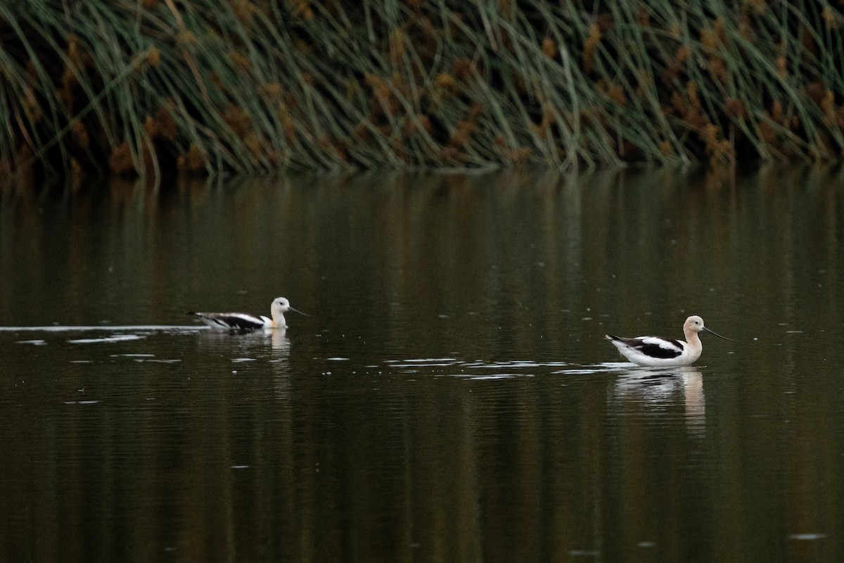 Avocette d'Amérique - ML424044951