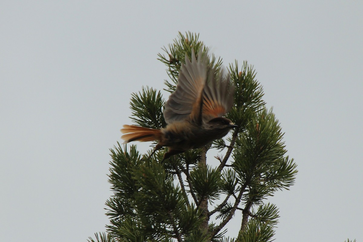 Siberian Jay - ML42404961