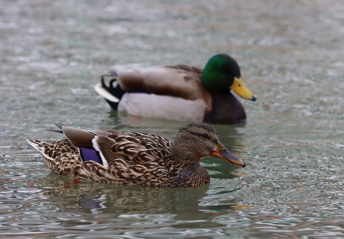 Mallard - ML424052081