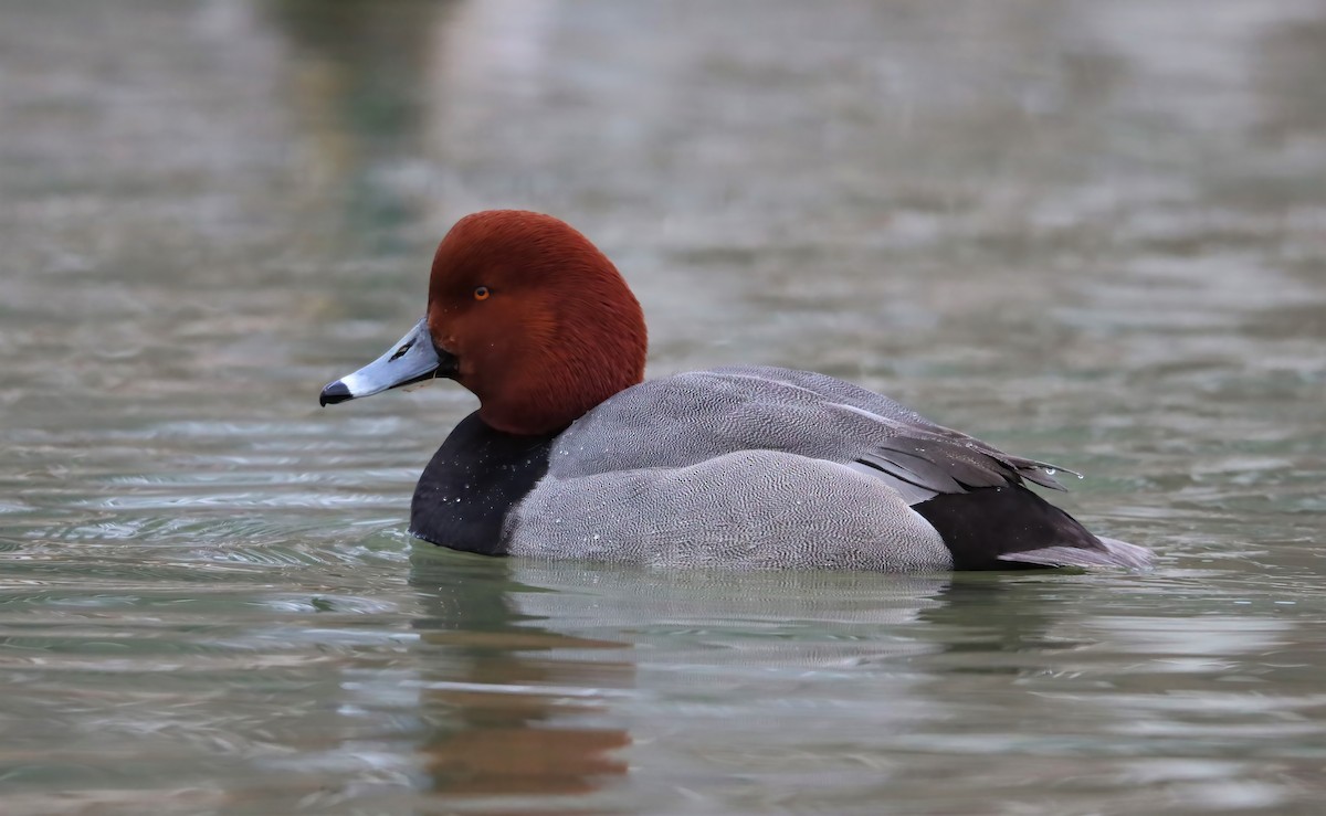 Redhead - ML424052161