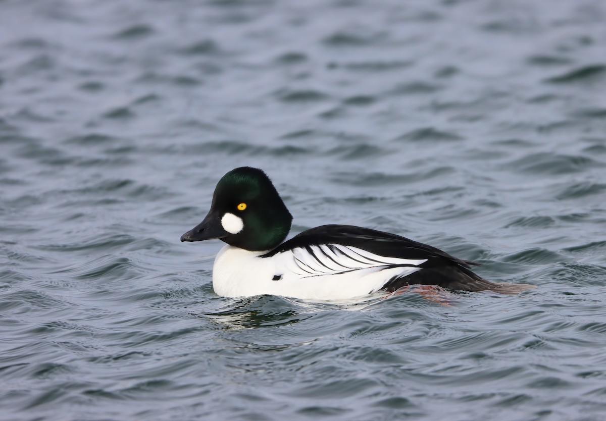 Common Goldeneye - ML424054661