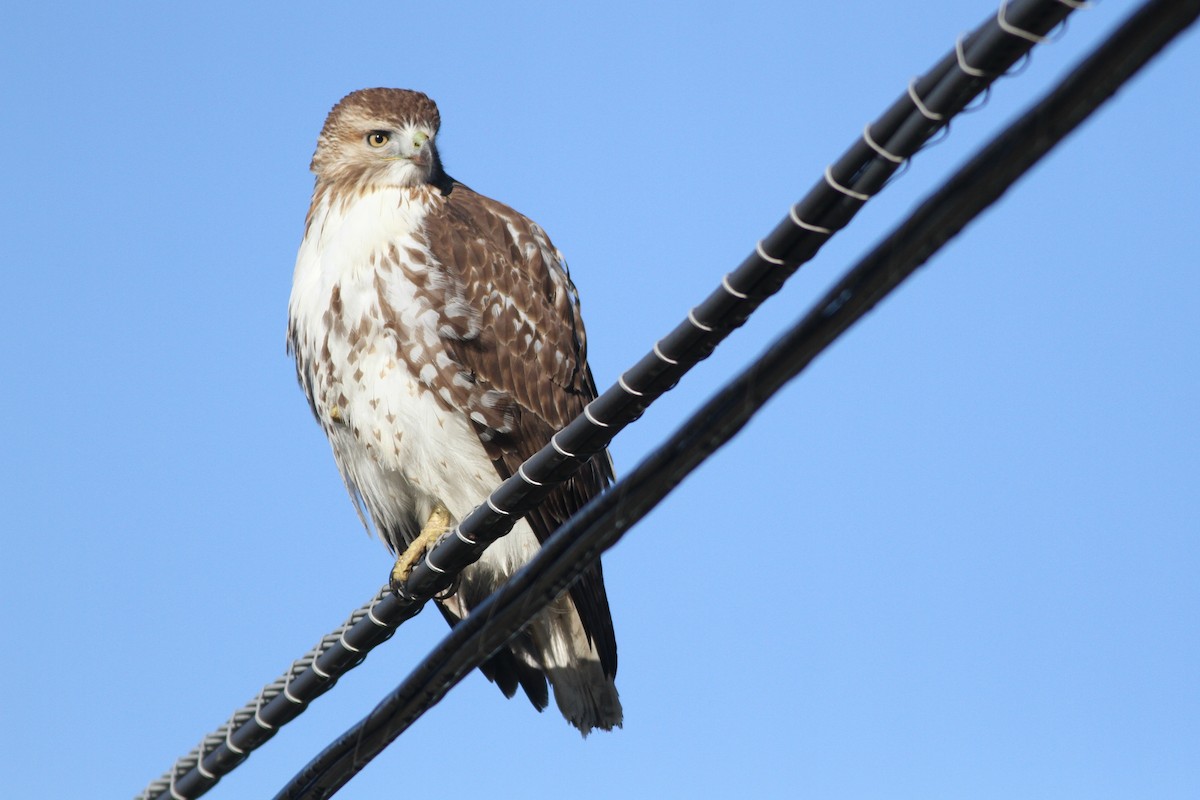 Red-tailed Hawk - Alex Lamoreaux