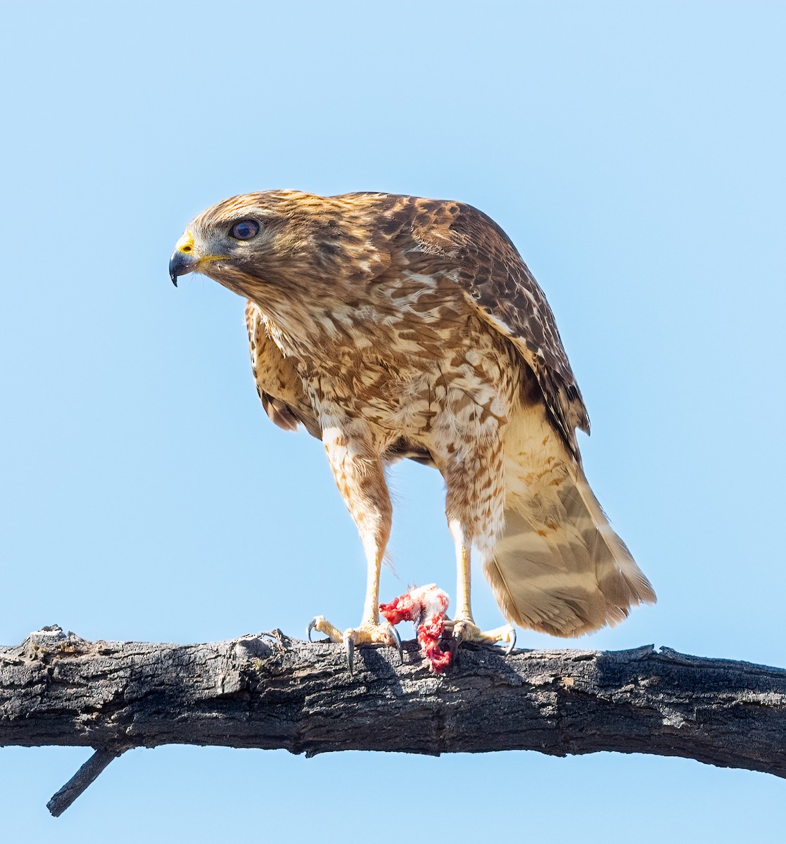 Red-shouldered Hawk (elegans) - ML424055471