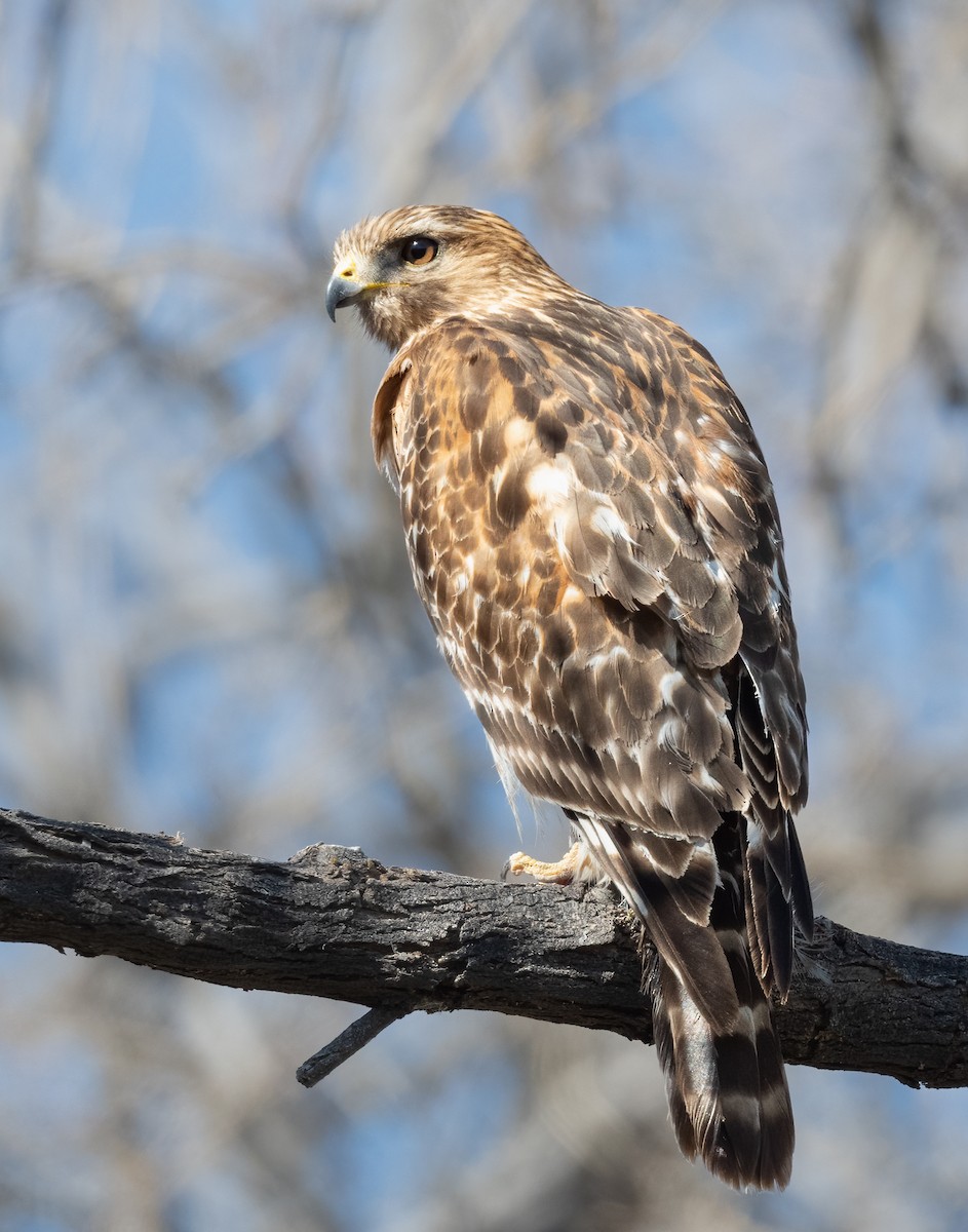 Red-shouldered Hawk (elegans) - ML424055481