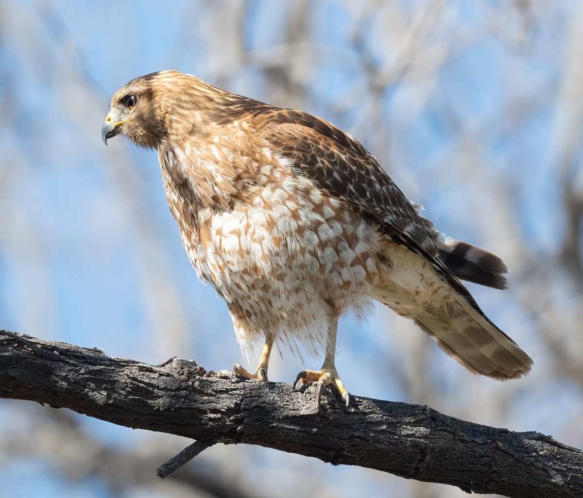 Red-shouldered Hawk (elegans) - ML424055521