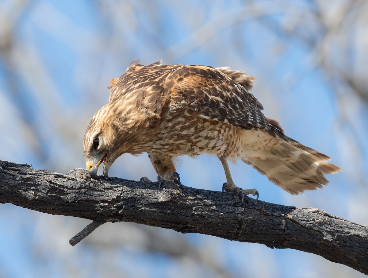 Red-shouldered Hawk (elegans) - ML424055541