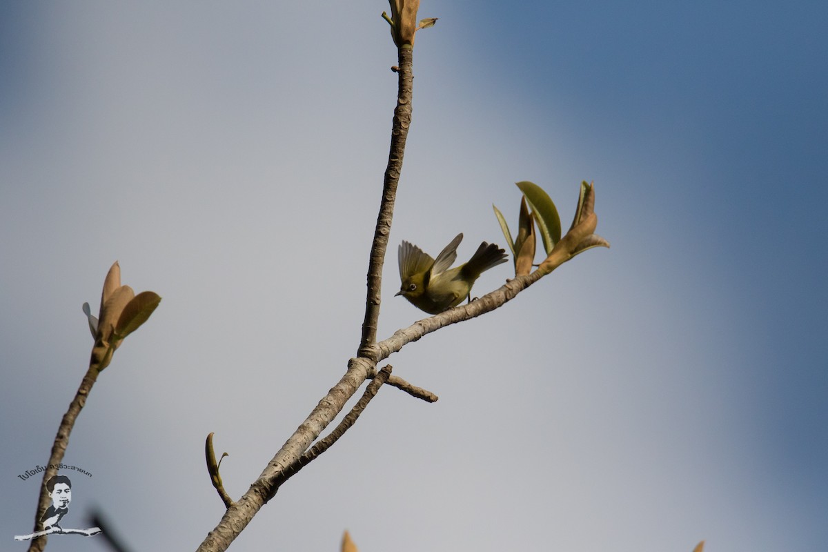 Indian White-eye - ML424057721