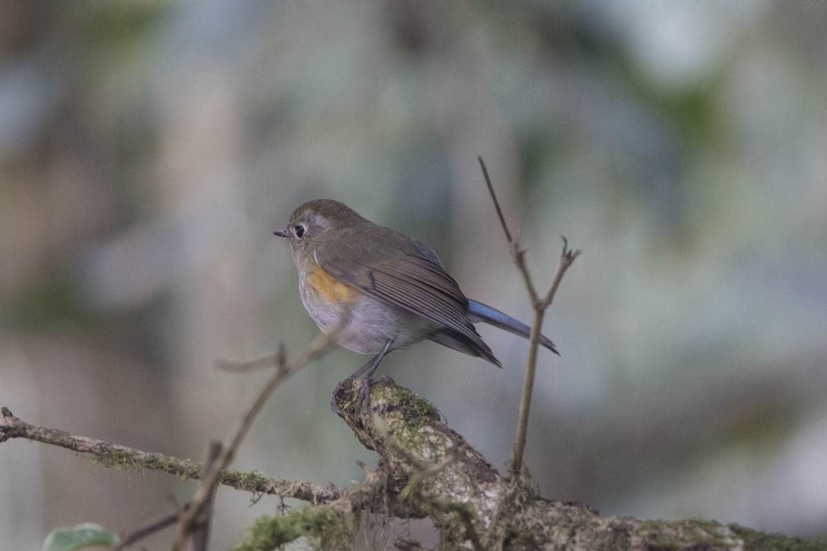 Robin de l'Himalaya - ML424058161