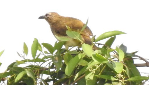 Bulbul à sourcils blancs - ML424060981