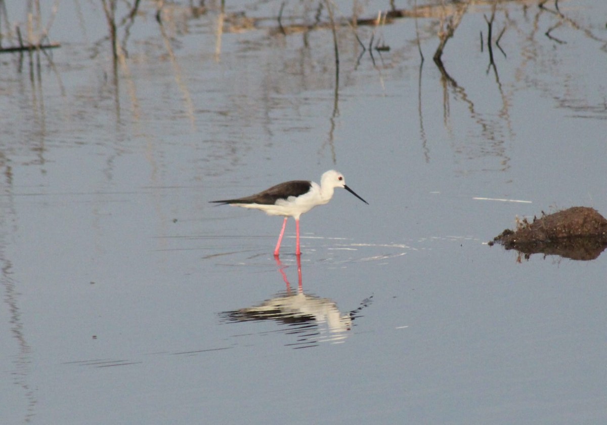 Black-winged Stilt - ML424061311