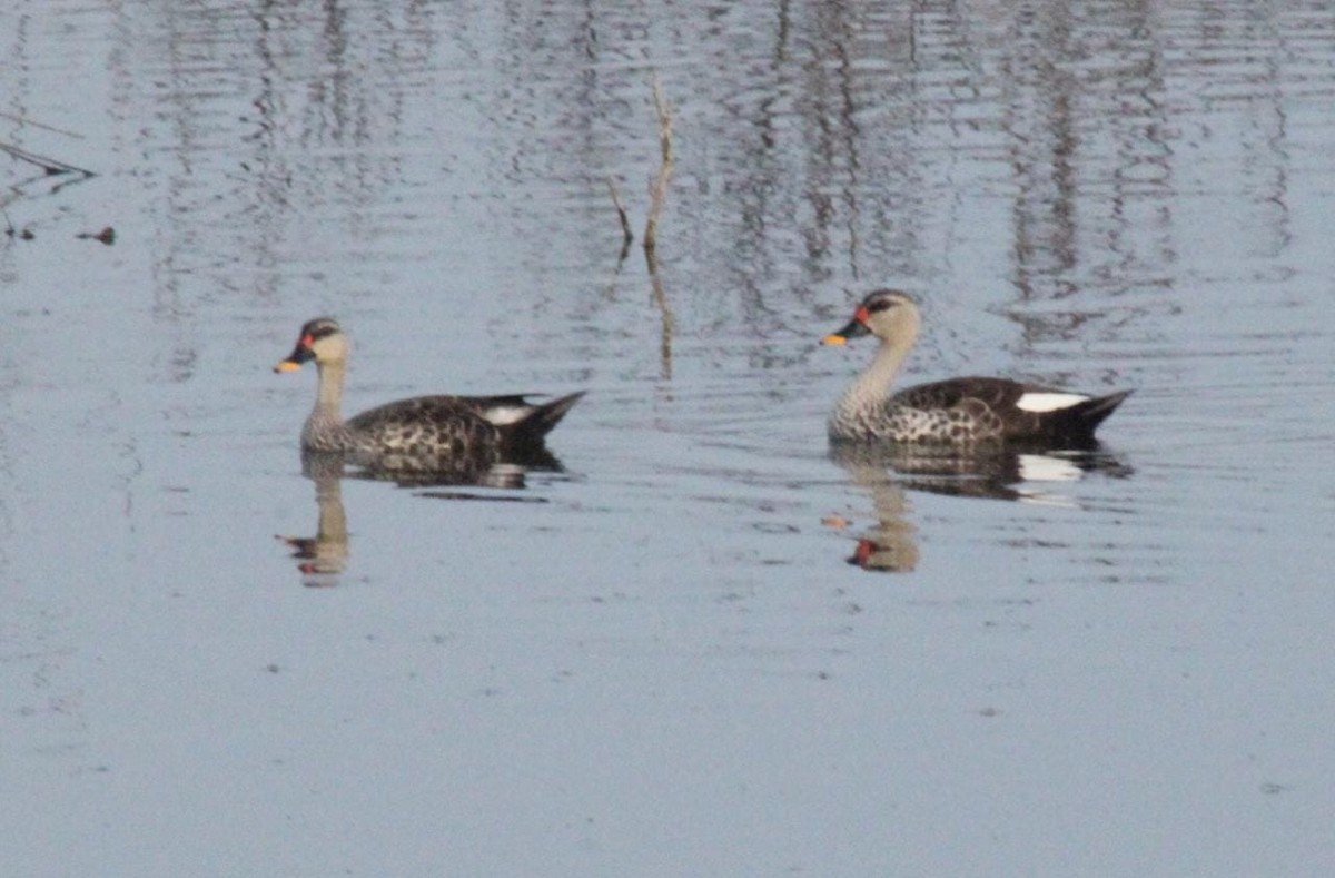 Canard à bec tacheté - ML424061501