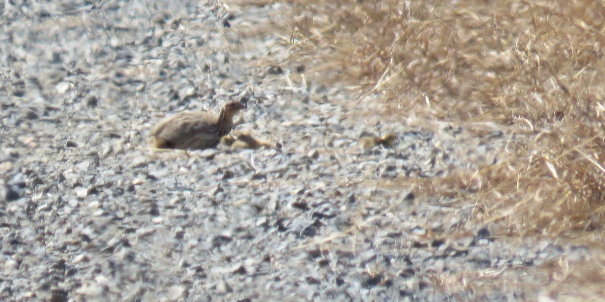 Stubble Quail - ML424061591