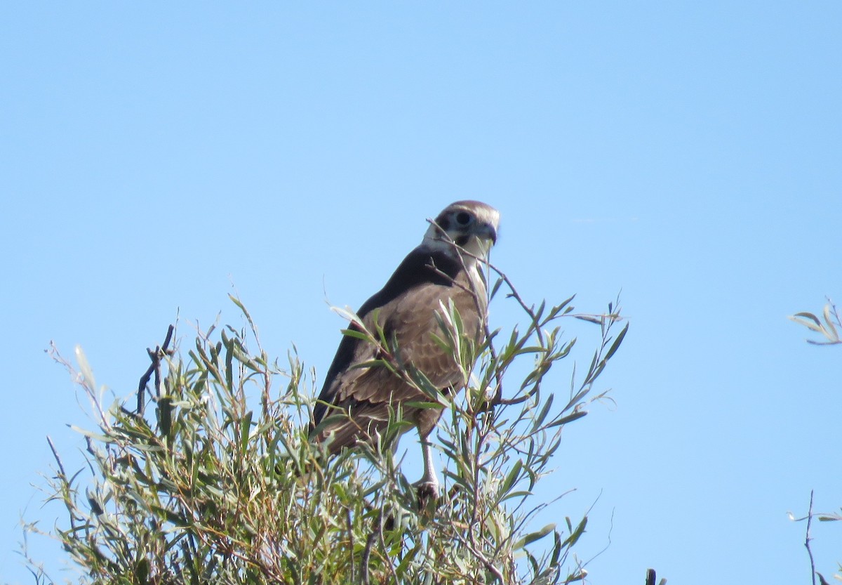 Brown Falcon - Sue Beatty