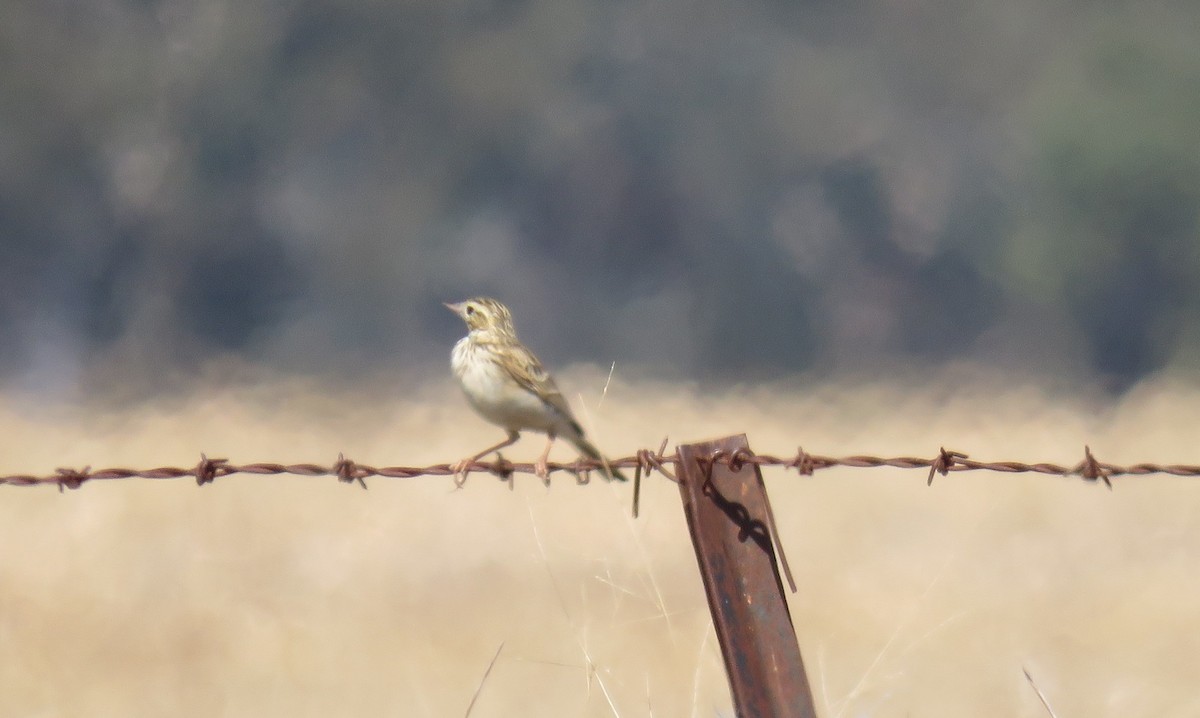 Australian Pipit - Sue Beatty