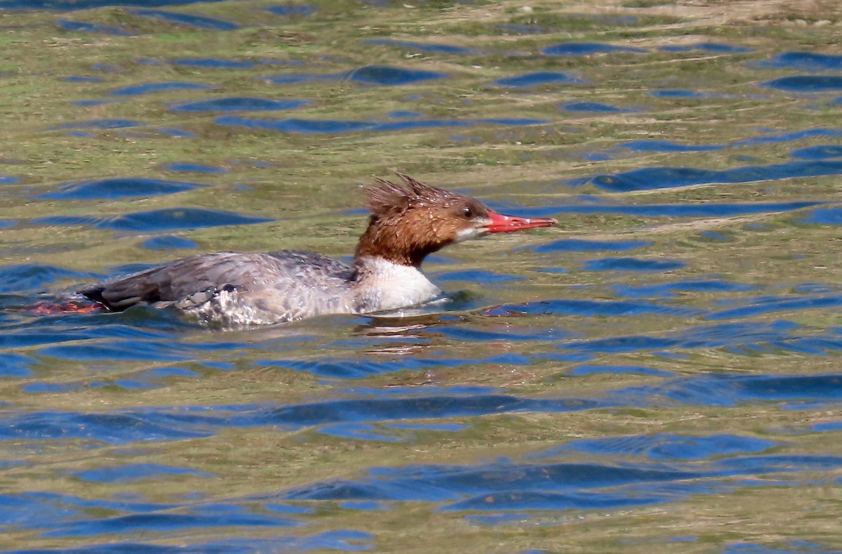 Common Merganser - ML424061971