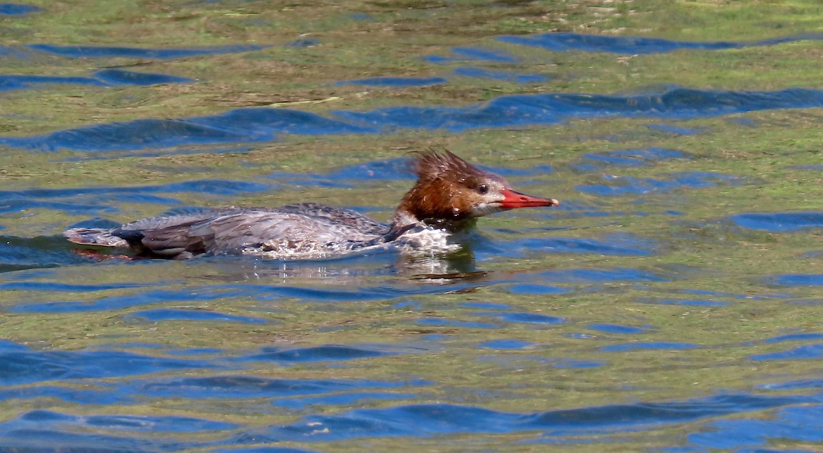 Common Merganser - ML424061991