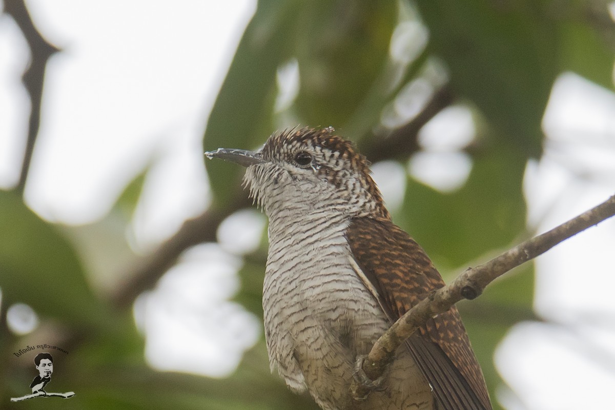 Banded Bay Cuckoo - ML424063991