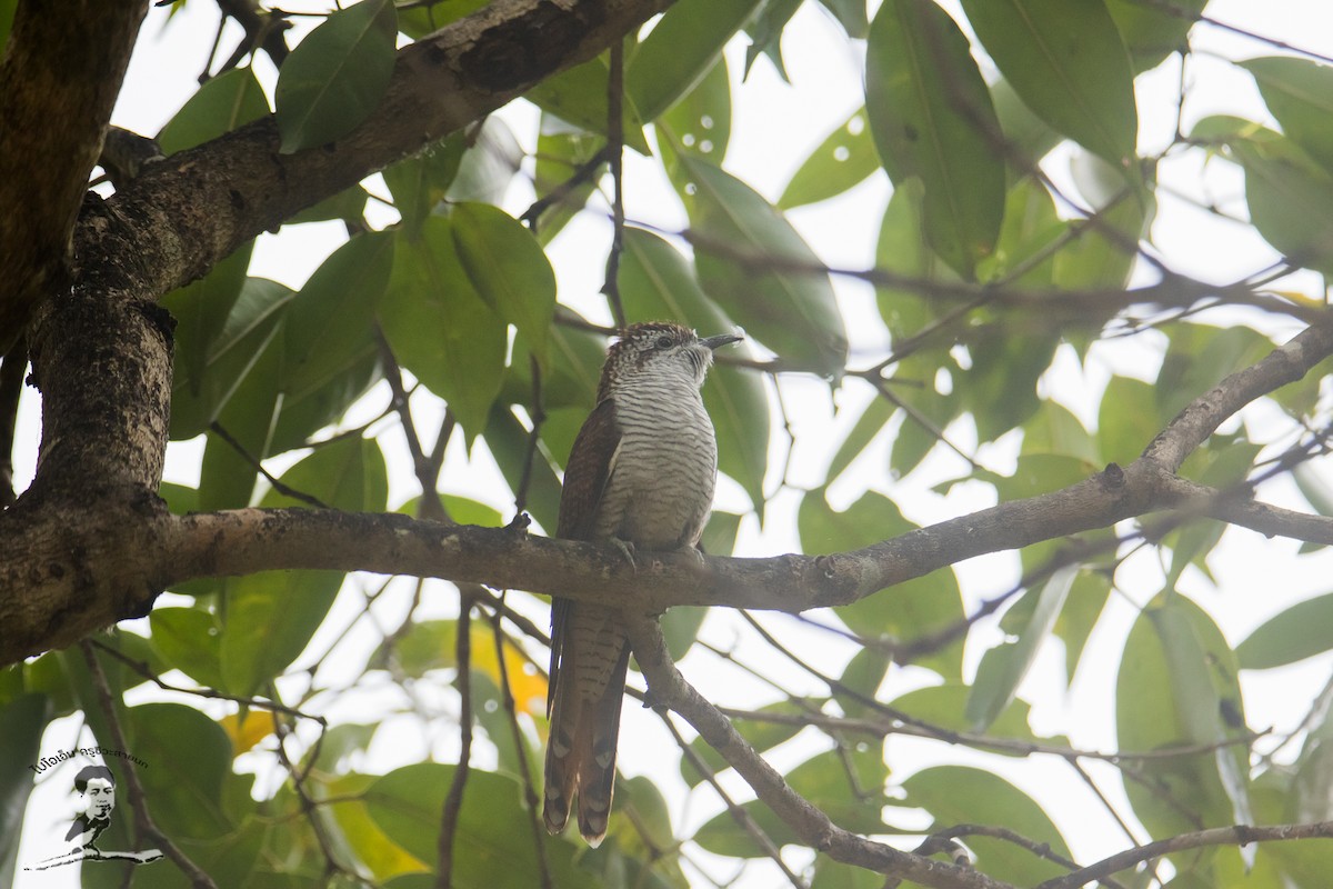 Banded Bay Cuckoo - ML424064011